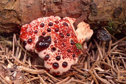 scary-plants-halloween-garden-devil_79a739d799d4cfb51034b572073bdb2d